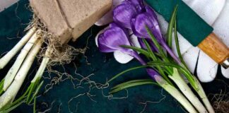 Jak radzić sobie z chorobami roślin cebulowych takimi jak tulipany, lilie i narcyzy