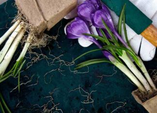 Jak radzić sobie z chorobami roślin cebulowych takimi jak tulipany, lilie i narcyzy