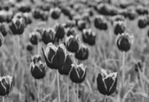 Metody kontroli i leczenia problemów z tulipanami