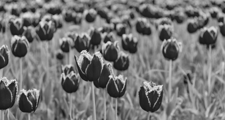 Metody kontroli i leczenia problemów z tulipanami