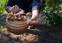 Wyprawa do lasu w poszukiwaniu grzybów popularnych w Polsce