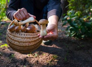 Wyprawa do lasu w poszukiwaniu grzybów popularnych w Polsce