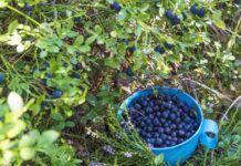 Kultura sadownicza w przydomowym ogrodzie - uprawa jeżyn, malin, borówek i innych krzewów jagodowych