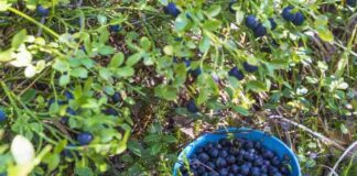 Kultura sadownicza w przydomowym ogrodzie - uprawa jeżyn, malin, borówek i innych krzewów jagodowych