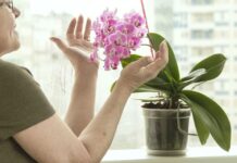 Jak podnieść wilgotność powietrza dla roślin pokojowych