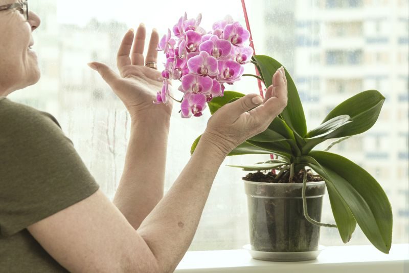 Jak podnieść wilgotność powietrza dla roślin pokojowych