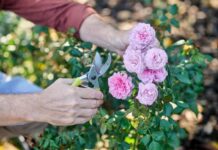 Jak pielęgnować róże by osiągać obfite kwitnienie