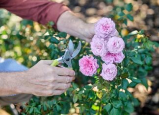Jak pielęgnować róże by osiągać obfite kwitnienie